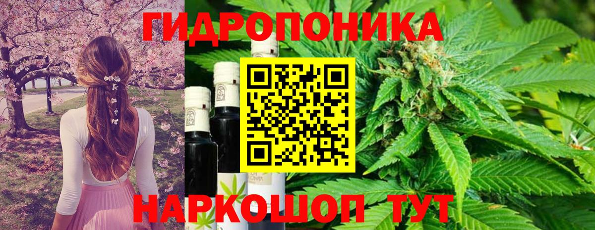 Бошки марихуана OG Kush Северобайкальск